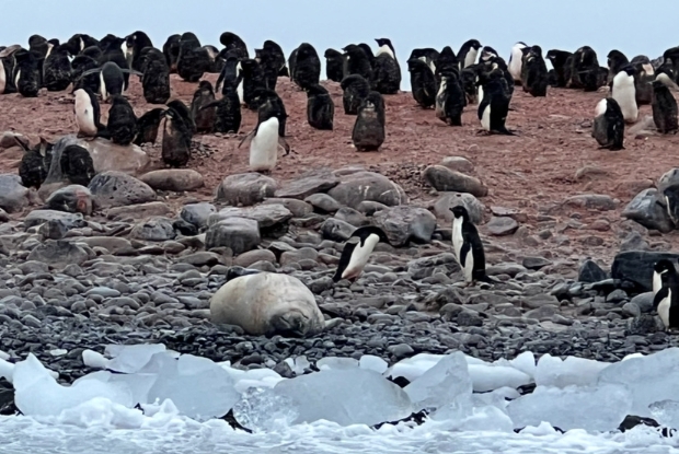 Penguins and Seal